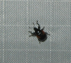 Synolabus bipustulatus