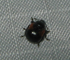 Synolabus bipustulatus