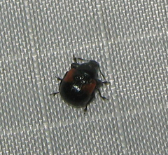 Synolabus bipustulatus