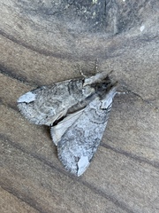 Euthyatira semicircularis