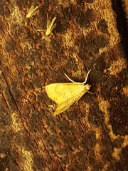 Glaphyria sesquistrialis