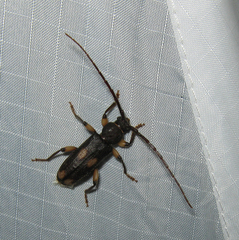 Tylonotus bimaculatus