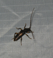 Tylonotus bimaculatus