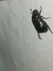 Paranomala cincta