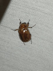 Cyclocephala lunulata