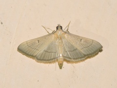 Bradina aulacodialis
