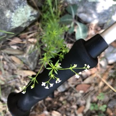 Galium mexicanum