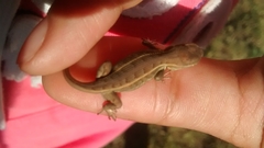 Sceloporus subniger