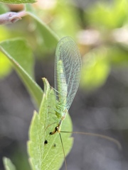Chrysopa coloradensis