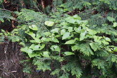 Aristolochia kaempferi