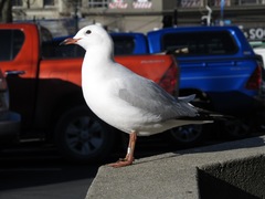 Chroicocephalus novaehollandiae scopulinus