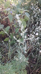 Artemisia vulgaris
