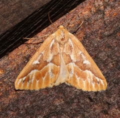 Caripeta piniata