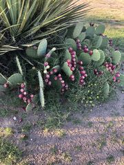 Opuntia