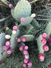 Opuntia