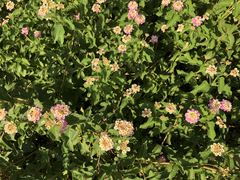 Lantana