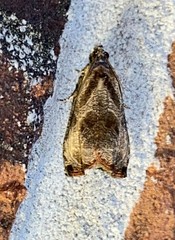 Olethreutes corylana