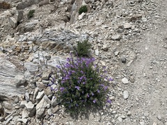 Penstemon montanus