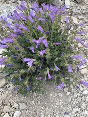 Penstemon montanus