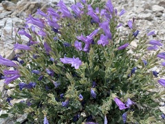 Penstemon montanus