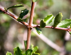 Ceanothus sonomensis