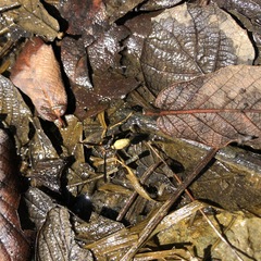 Mischocyttarus navajo