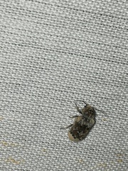 Trichodesma pulchella