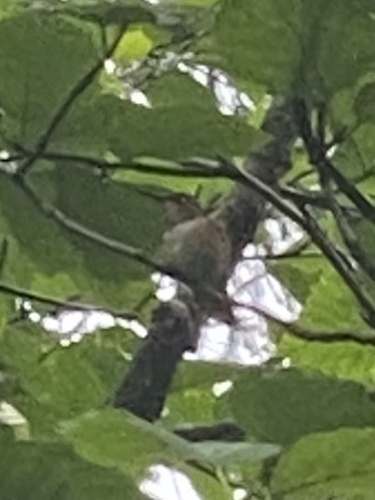 Rufous Hummingbird photographed in Alaska