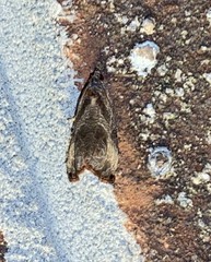 Olethreutes corylana