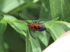 Tetraopes melanurus