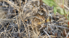 Drasteria hastingsii