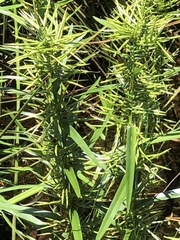 Dulichium arundinaceum