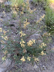 Lupinus angustiflorus