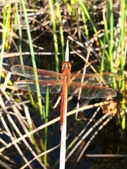 Libellula needhami