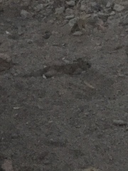 Xerospermophilus tereticaudus