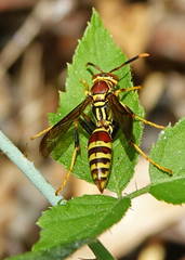 Polistes exclamans