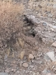 Xerospermophilus tereticaudus