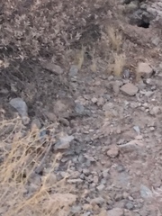 Xerospermophilus tereticaudus