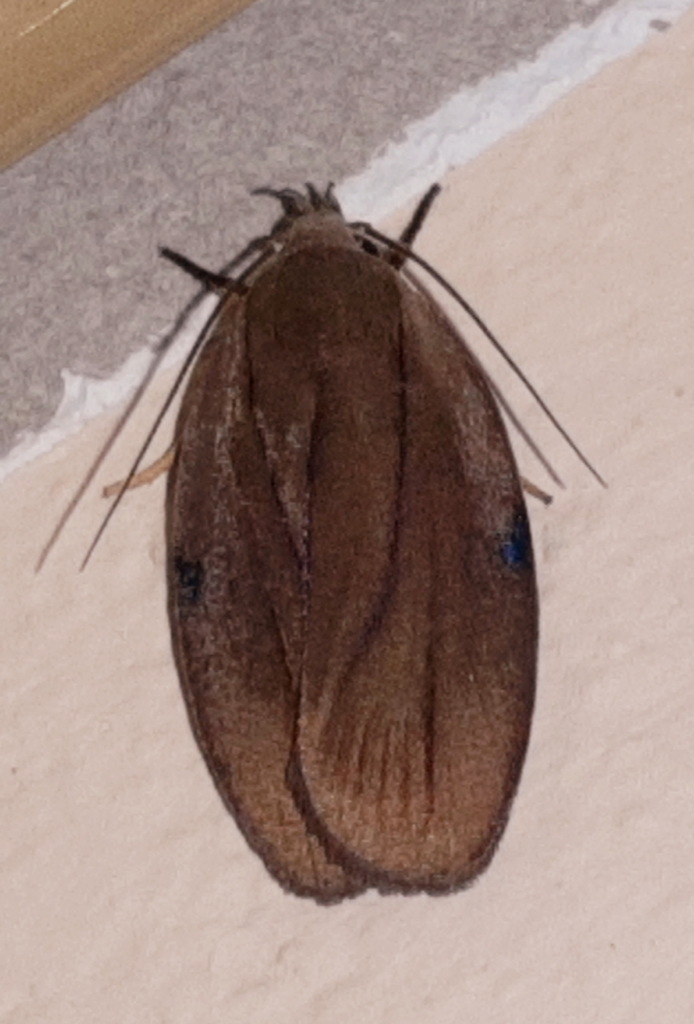 Stenoma exarata