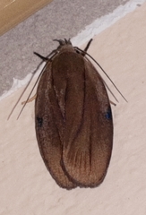 Stenoma exarata