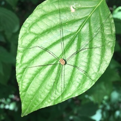 Leiobunum aldrichi