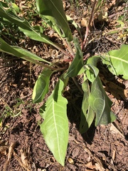 Wyethia amplexicaulis