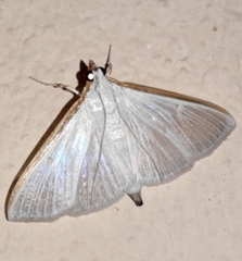 Diaphania glauculalis