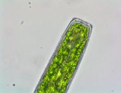 Pleurotaenium