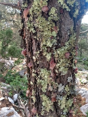 Dendroctonus