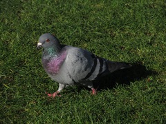 Columba livia domestica