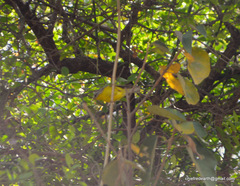 Phylloscopus xanthoschistos