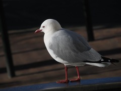 Chroicocephalus novaehollandiae scopulinus