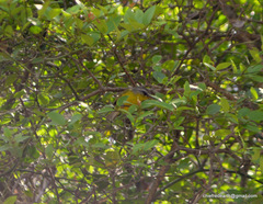 Phylloscopus xanthoschistos