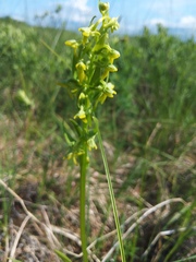 Platanthera tipuloides